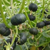 ราคา เมล็ดพันธุ์ ฟักทองญี่ปุ่น ฟักทองพวงญี่ปุ่น สีเขียว 2-5 เมล็ด [10 แถม 1 คละได้] (25972709174)