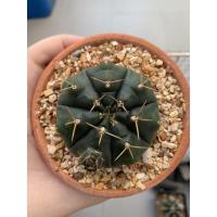 ราคา แคคตัสยิมโนแม่ลูกดก ไซส์ใหญ่ราคาถูก ลูกกำลังออกอีกเต็ม (7568248494)