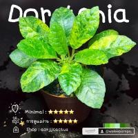 ราคา มะพร้าวทะเลทราย Dorstenia foetida. (25233062907)