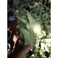 ราคา ต้นเงินไหลมา(ด่างขาว) (13715767392)