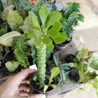 ราคา ว่านพญานาคราช ไม้มงคล เจริญก้าวหน้าในหน้าที่การงาน (1462410362)