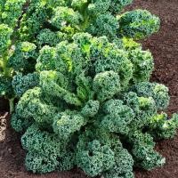 ราคา 100 เมล็ด เมล็ดพันธุ์ คะน้า ผักคะน้า Kale Seeds Non-GMO ผักสวนครัว สายพันธุ์ เคลใบหยิก (Curly green Kale) (40822777708)