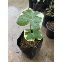 ราคา ต้นถุงเงินถุงทองไม้มงคลเรียกเงินทอง (12631240729)