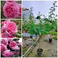 ราคา กุหลาบ-ทรีโรสบิชอปคาสเทิล Tree Rose Bishop's castle หอมแรง ชอบแดดทนโรค (18185368728)