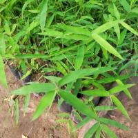 ราคา ต้น ไผ่ซางหม่น เพาะเมล็ด พืชมีอนาคต ตัดลำขาย ลำต้นตรง (24513175953)