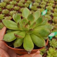 ราคา Echeveria Puli-lindsayana 3 Inch กุหลาบหินนำเข้า ไม้อวบน้ำ Live Succulents Plant (5854146600)