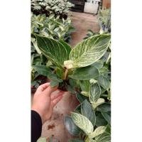 ราคา ฟิโลเดนดรอน เบอร์กิ้น ด่าง(philodendron birkin)ล๊อตใหม่ (9660891793)