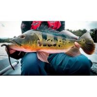 ราคา 7ชิ้น/ถุงตะกั่วจิ๊กนุ่มเหยื่อตกปลา4สีตกปลาล่อรอกโมโหตะขอ (20689071394)