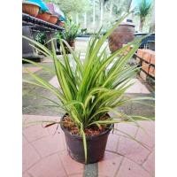 ราคา ต้นเตยด่าง 1ต้น(ถอนต้นส่ง) เตยด่าง เตยทอง ต้นเตยใบลาย เตย (25553199644)