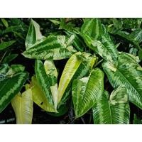 ราคา กวักพระพรหมด่าง Schismatoglottis Wallichii Variegated (22369155264)