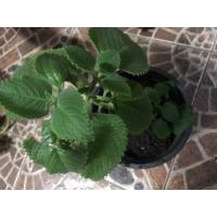 ราคา ต้นใบหูเสือ(เนียมหูเสือ) (6235444842)