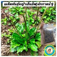 ราคา เมล็ดพันธุ์ผักกาดน้ำหรือหญ้าเอ็นยืด.สมุนไพรไทย200เมล็ด เก็บสดใหม่จากต้นพันธุ์.อัตราการงอก100% (21771718473)