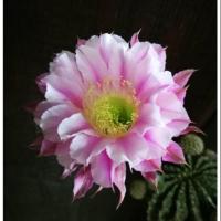 ราคา อิชินอป ไฮบริด แองเจิล กระบองเพชร แคดตัส (4032378188)