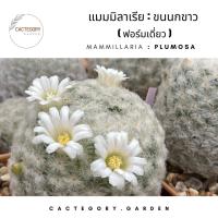 ราคา แมมมิลลาเรีย : แมม ขนนกขาว Mammillaria plumosa cactus แคคตัส กระบองเพชร ของขวัญ น่ารัก (17168785406)