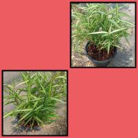 ราคา ต้นไผ่เงิน หรือไผ่แมวกระถาง5นิ้ว (24179552166)