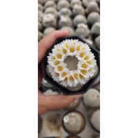 ราคา แมมมิลาเรียเลนต้าไม้เมล็ด ขนาดกระถาง2" ชุด3กระถาง (41461905587)