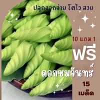 ราคา เมล็ดดอกชมจันทร์ ดอกชมจันทร์ ชมจันทร์ ✅ราคาถูกปลูกง่าย ปลูกไว้ทานเองซื้อ10แถม1 คละได้ (2835145857)