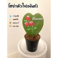 ราคา ต้นโฮย่าหัวใจ(เพ้นท์) (8013850124)
