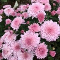 ราคา 100 เมล็ด ดอกไม้ เบญจมาศ Chrysanthemum Seeds สายพันธุ์ Curlew (41822647135)