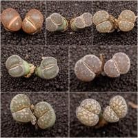 ราคา ไลทอป ไลทอปแฝดสวยๆ Lithops.. (8640748168)