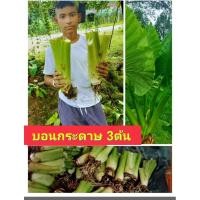 ราคา (3หัว) ต้นกระดาด ต้นกระดาษ บอน บอนยักษ์ บอนใบใหญ่ ต้น กระดาด กะดาด กระดาษ บอนกระดาด บอนกระดาษ สี เขียว ยักษ์ บอนกระดาษเข (14196268171)