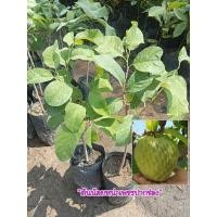 ราคา ต้นน้อยหน่าเพชรปากช่องแท้100% (24043654015)