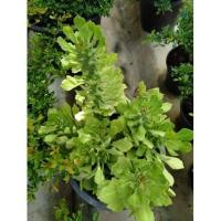 ราคา ต้นนาคราช พญานาคราช กระถาง 8" (6936707041)