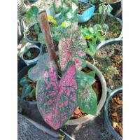 ราคา บอนสี ไก่ราชาวดี เป็นไม้ผ่าชิ้นจากต้นแม่พันธุ์ แข็งแรงดี กัดสีสวย (12342065462)