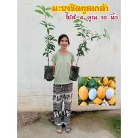 ราคา #ต้นมะยงชิดพันธุ์ทูลเกล้า (ต้นใหญ่ ถุง4คูณ10นิ้ว) เสียบยอด สูงราว30-50เซน 2 ปีติดผล (22174618388)