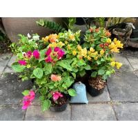 ราคา เฟื่องฟ้าถุง 4.5” (10ต้น) สูงจากปากถุง 30-40cm ดอกเฟื่องฟ้า ต้นเฟื่องฟ้าออกดอกทั้งปี ทนแดด (24918601686)