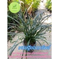 ราคา เศรษฐีขอดทรัพย์ ไม้มงคล ไม้นำโชค ต้นกล้าสูงประมาณ 20-30 เซน ส่งพร้อมกระถาง (14692295532)