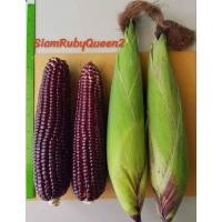 ราคา [100 เมล็ด] ข้าวโพดหวานสีแดงราชินีทับทิมสยาม2 (SRQ2) สยามรูบี้ควีน2 (24888198153)