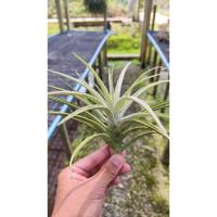 ราคา Tillandsia harrisii ทิลแลนเซีย (19773927768)