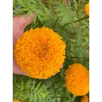 ราคา ดอกดาวเรืองสดไซด์จิ๋ว50ดอก (23383377588)