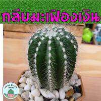 ราคา กลีบมะเฟืองเงิน (Parodia Magnifica) แคคตัส กระบองเพชร (12127289922)