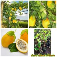 ราคา (ขาย ต้นพันธุ์) ต้น เสาวรสหวาน พันธุ์ ลอริฟอร์เลีย Laurifolia Passionfruit เสาวรส หวาน ต้นเสาวรส (3013073409)