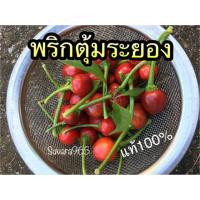 ราคา พริกตุ้มระยอง พริกตุ้ม พริก chilli เมล็ด เมล็ดพริกตุ้ม เมล็ดพริก (7515677649)