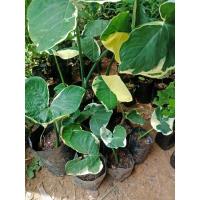 ราคา ต้นถุงเงินถุงทองไม้ด่างมงคลต้นละ40บาท (10420486949)