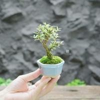ราคา ♥︎ | บอนไซ โมกแคระเวียดนามด่าง ⋆˚ ˚⋆ ((พร้อมส่ง✅)) มีวิธีการดูแล+ปุ๋ยแถมไปให้ค่ะ〰️ (27824552111)