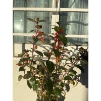 ราคา ต้นปลาทองลายเสือ นำโชค (22152647586)