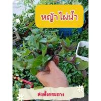 ราคา หญ้าไผ่น้ำสมุนไพรล้างไต ขายต้นพันธุ์นำไปปลูกต่อได้เลย (26402128815)