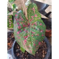 ราคา บอนสีไก่ราชาวดี (ผ่าหัวตัดขายเป็นชิ้นมีเขี้ยวติด) (13320917425)