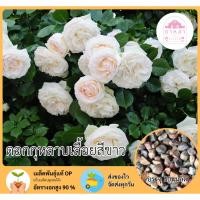 ราคา ดอกกุหลาบเลื้อยสีขาว 50 เมล็ด (42968648996)