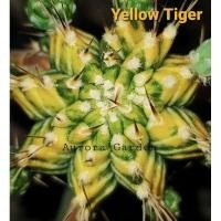 ราคา หน่อเด็ดสด แคคตัส Yellow Tiger ยิมโน ด่าง (10103491888)