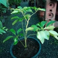 ราคา ต้นหนวดปลาหมึกด่าง(จำนวน1ต้น) (11356190298)