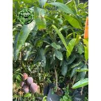 ราคา ต้นมะม่วงผิงกั้วเหวิน ต้นเสียบยอด ต้นใหญ่ เสียหายเคลมฟรี (19178911412)