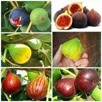 ราคา ปลูกง่าย Fig Tree Seed เมล็ดมะเดื่อฝรั่ง Figs สายพันธุ์ ของแท้ 100% มะเดื่อฝรั่ง หรือ ลูกฟิก Fig Seeds for Planting (43811628983)