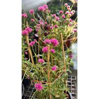 ราคา บานไม่รู้โรยญี่ปุ่น/บานไม่รู้โรยแคระ  Gomphrena, Fireworks (ดอกสีม่วง) กระถางขนาด6- 8 นิ้ว (25358405483)