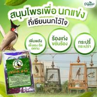 ราคา ตงกัท อาลี ผงรากปลาไหลเผือก สำหรับนกแข่ง นกกรงหัวจุก แข็งแรง อึด อดทน ร้องเก่ง ขยันร้อง 30 กรัม (26480814665)