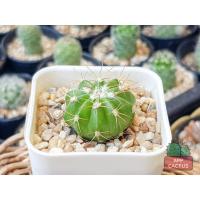 ราคา เมโลแคคตัส (Melocactus) กระบองเพชร แคคตัส (10801825885)